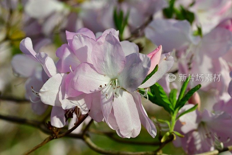 杜鹃花/皇家杜鹃花